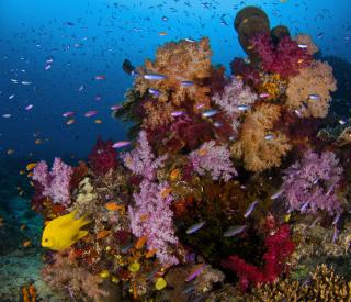 Lively Pacific reef
