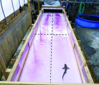 Shark flume