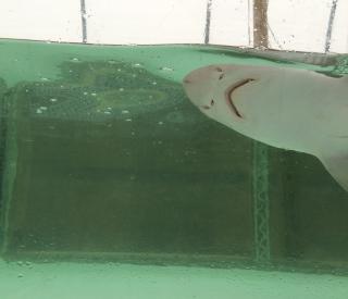Shark mouth