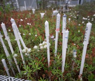 Tubes leading to ground water at SPRUCE