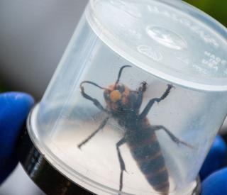 Northern Giant Murder Hornet 