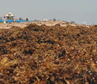 Beached Sargassum
