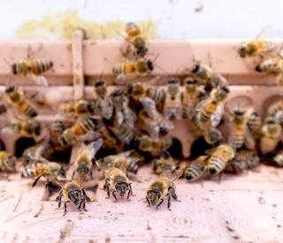 A close up of bees flying into a hive on the CU Denver campus.