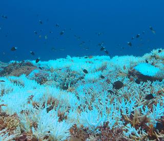 Coral-Bleaching-AdobeStock-135421429-by-sabangvideo-t.jpg