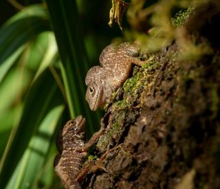 Two Cuban brown anoles, Anolis sagrei (Credit: Day's Edge Productions)