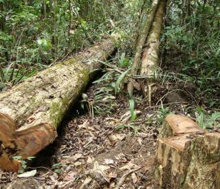 The Fate of Latin American Forests In a Warming World