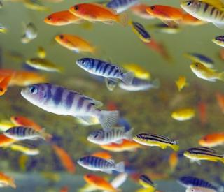 A variety of brightly colored Lake Malawi cichlids share a freshwater aquarium.
