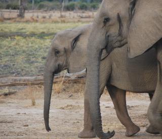 Profiles of two eastern African elephants walking side by side. (Photo: Jess Hunt-Ralston)