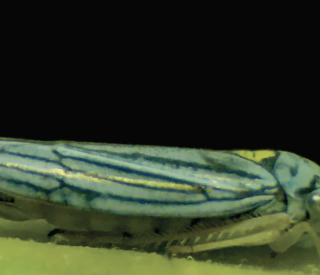 sharpshooter graphic