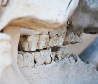 Zebra skull at a wildlife education center in eastern Africa. In places or times with less precipitation, mammal communities overall will have more robust, rugged, resistant teeth. (Photo: Jess Hunt-Ralston)