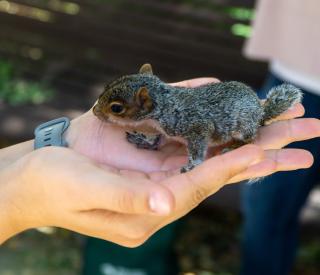 The baby squirrel rescued by Sarah Kegley. Photo credit: Thomas Bordeaux, ARCH 2022.