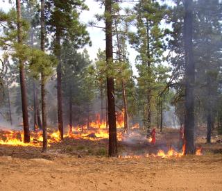 Controlled Wildland Burn