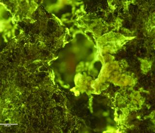 Microscopic image of biofilm on rock, Image Credit: NASA