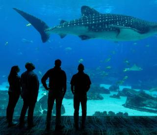 Georgia Tech Leading in the Quest for Ocean Solutions