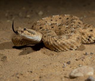 Sidewinder in sandy arena