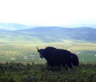 Tibetan Plateau grasslands support a variety of animals