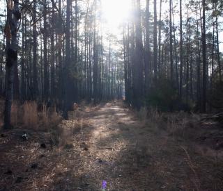 Hope-Among-the-Pines-5.jpg