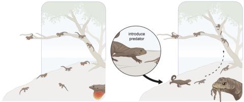A series of experiment spanning 40 years on small islands in the Bahamas have revealed how prey species, like small brown anole lizards (Anolis sagrei), evolve in response to predators. (Illustration: Mark Belan/ArtSciStudios)